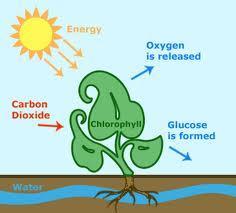 Tools Photosynthesis The process by which plants produce sugar.