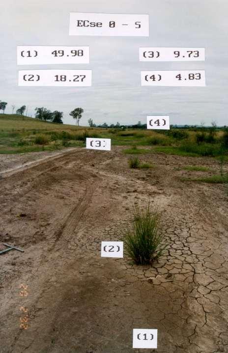 Soil salinity at 0-5cm depth: - Position 1: EC = 49.98dS/m Vetiver could not grow - Position 2: EC = 18.