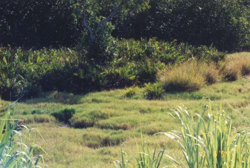 In Fiji vetiver growing next to a mangrove