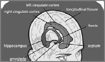 in emotion a limbic region But The separate levels of brain have been hard to define The functions of the regions are not clearly separated Downstream to peripheral NS Perhaps Emotional expression