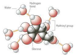 Hydrogen bonds have formed between the polar water molecules and polar glucose molecule.