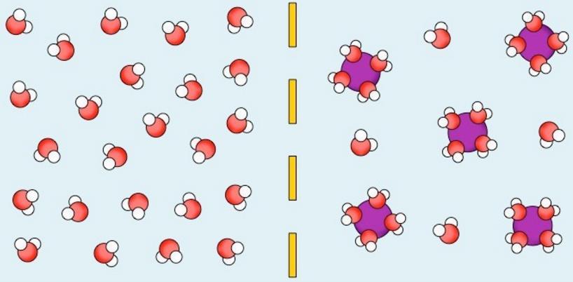 There are 24 free-water molecules on the left and only four on the right. There are five glucose molecules on the right, that are attracting most of the water molecules.