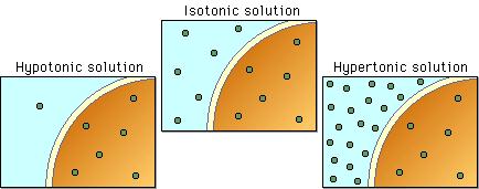 B A C Shown above are cells soaked in three solutions of differing [sucrose]. Sucrose molecules are represented by the small circles.
