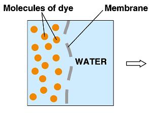 The dye would diffuse down its concentration gradient from an area of higher towards lower concentration.