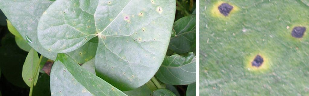 Figure 1: Leaf spot caused by Xanthomonas campestris in