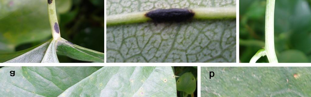 Tinospora cordifolia leaf showing bacterial leaf spot.