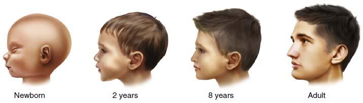 Changes in Facial Contours from Birth to Adulthood Elsevier