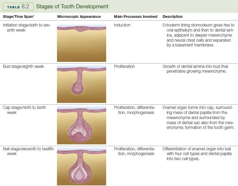 Stages of Tooth Development Data from Fehrenbach MJ, Popowics T: Illustrated dental embryology, histology, and