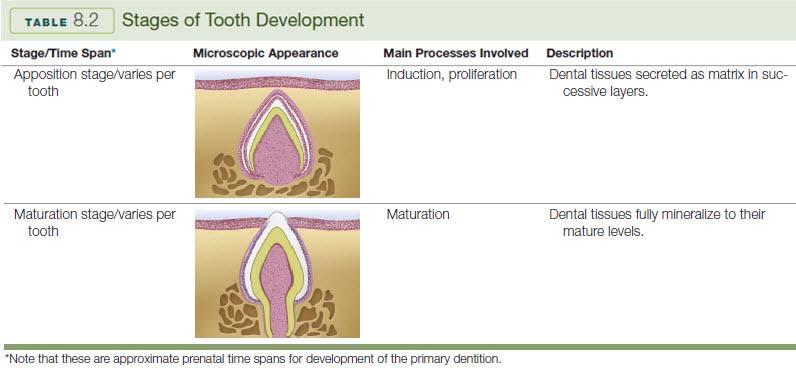 Stages of Tooth Development (Cont.