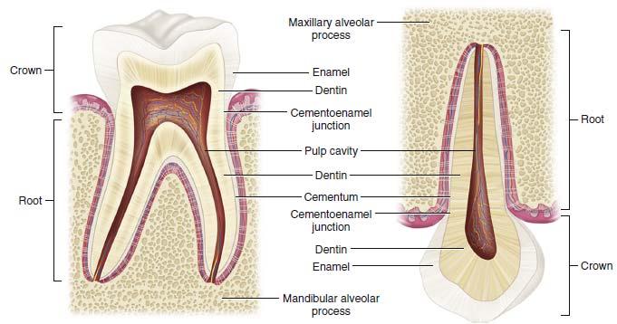 Dental Tissues Elsevier Collection.