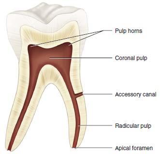 The Dental Pulp Elsevier Collection.