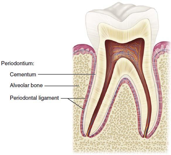 Periodontium of the Tooth Elsevier Collection.
