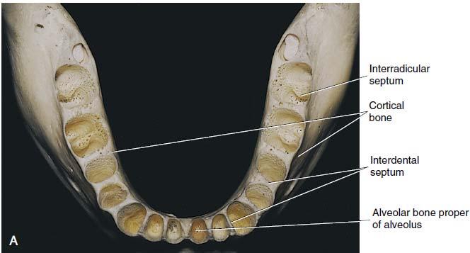 Anatomy of the Alveolar Bone From Fehrenbach MJ, Popowics T: Illustrated dental embryology,
