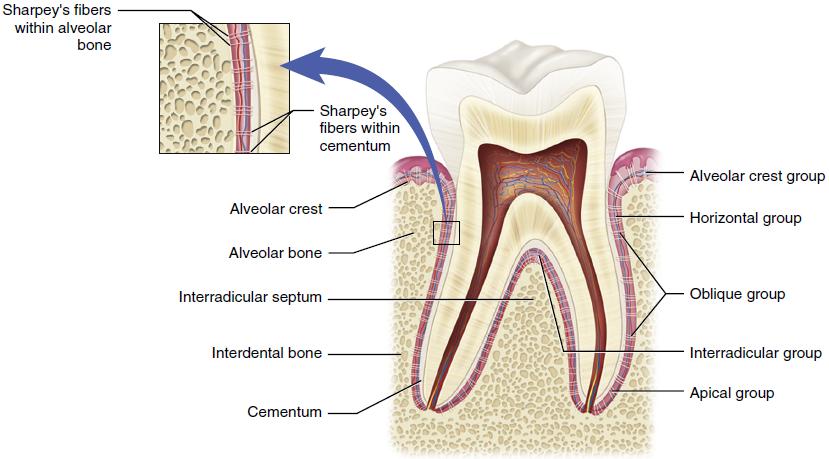 Periodontal Fiber Groups Elsevier Collection.