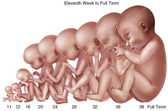 Fetus at Various Weeks of Development Elsevier