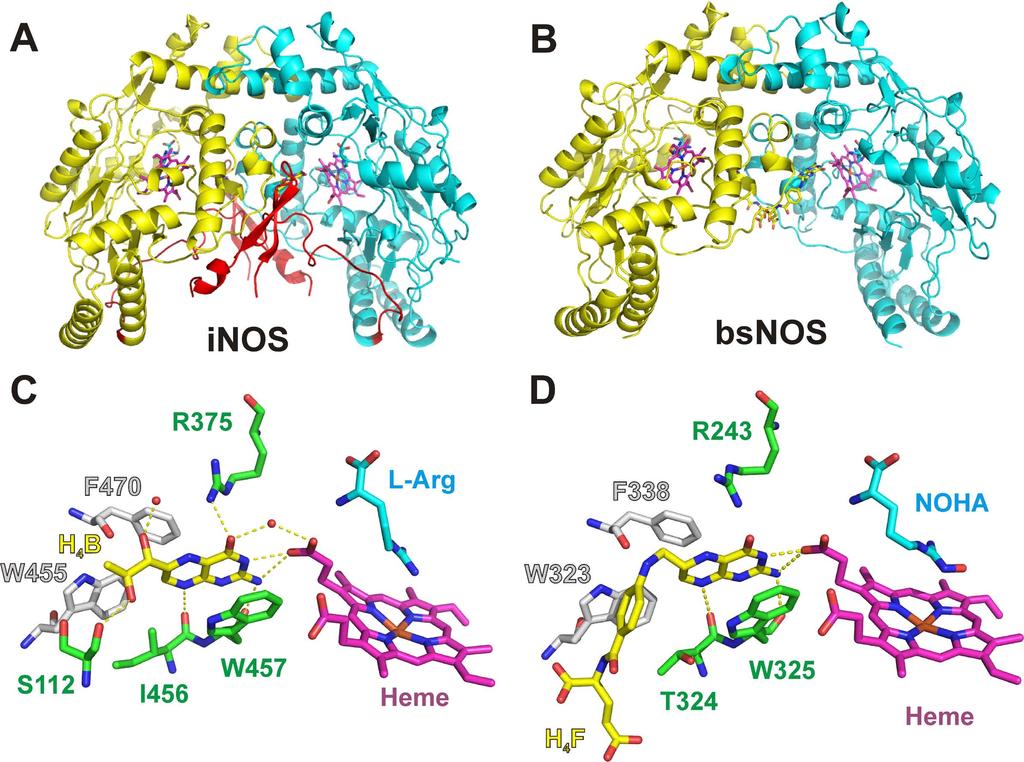 FIG 3 Protein environment of the H 4 B/H 4 F cofactor. Panels A and B, comparison of the overall structures of inos (panel A) and bsnos (Panel B). Monomers are shown in blue and yellow.