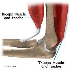 Biceps and triceps anatomy at elbow A classic
