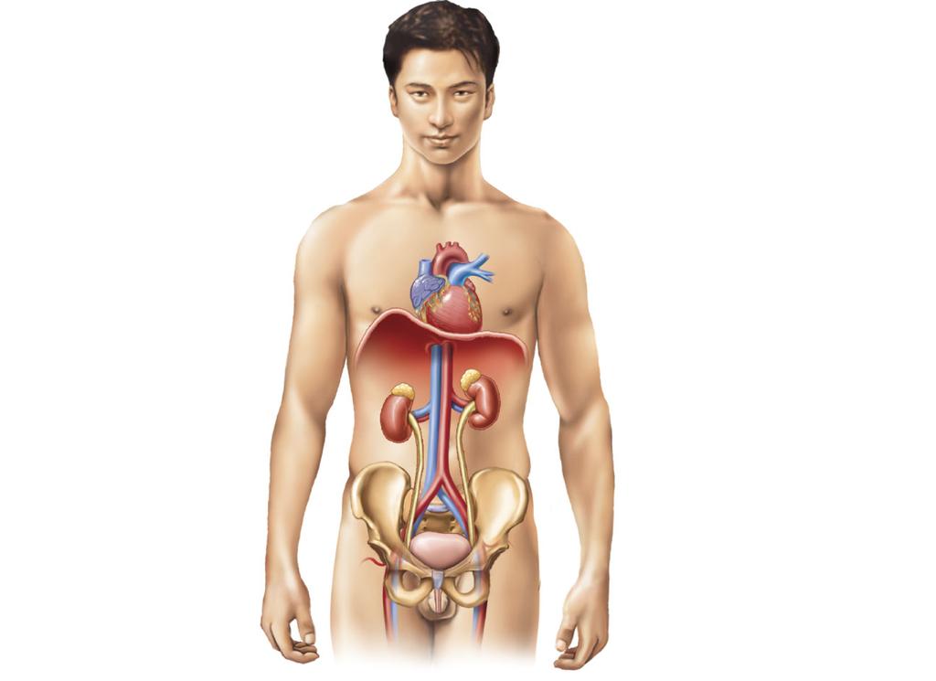 Urinary System Urinary System Kidney Produces urine Conserves water Regulates ph Stimulates production of red blood cells Transforms vitamin D into active form Ureter Transports