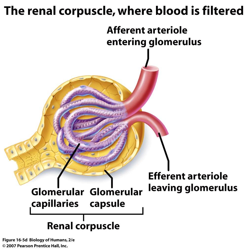 The Renal Corpuscle The renal corpuscle is where fluid is filtered from blood. Consists of: The glomerulus - The network of capillaries.