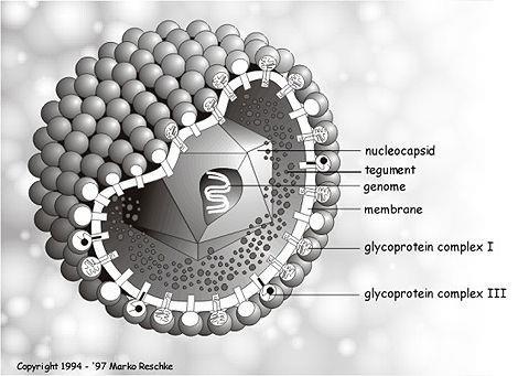 Herpesviruses dsdna, linear, enveloped, 180-200 nm Large genome, codes