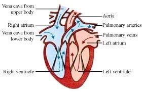 Flow of blood in the heart: The heart has superior and inferior vena cava, which carries de-oxygenated blood from the upper and lower regions of the body respectively and supplies this de-oxygenated