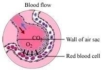 Function (i) The exchange of O 2 and CO 2 takes place between the blood of the capillaries that surround the alveoli and the gases present in the alveoli.