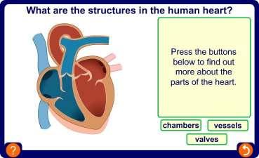 Structures of the heart 7