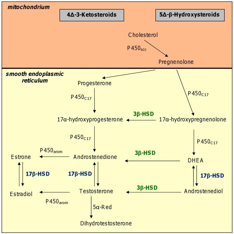 Slika 3. Šematski prikaz biosinteze testosterona u Leydigovim ćelijama testisa ( - (2012). Hydroxysteroid Dehydrogenases Localization, Function and Regulation in the Testis, Dehydrogenases, Prof.