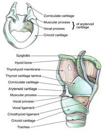 Laryngeal Anatomy Tip of the epiglottis