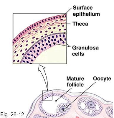 Mikro: rakud meenutavad granuloos-rakke: