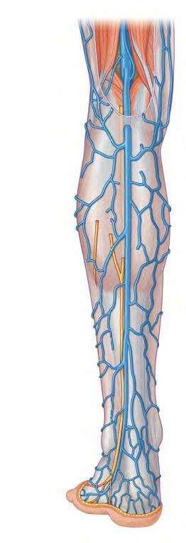 S m a l l S a p h e n o u s v e i n 4-passes behind the knee and pierces the deep fascia of the popliteal fossa where it joins the popliteal vein 3-ascends in a