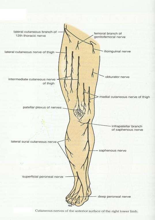 1- Lateral cutaneous nerve of the thigh Ι) Skin of the thigh Anterior view 2- Femoral branch of the genitofemoral nerve 1, 2 and 3 are From the lumber plexus 5- Intermediate cutaneous nerve of the