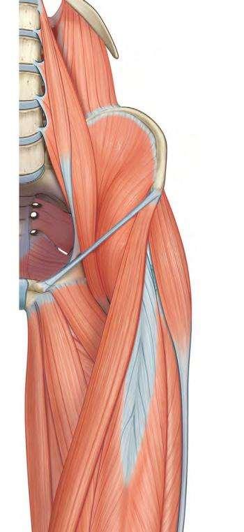 Both psoas and iliacus may be the sites of pathological collections of fluid.