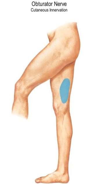 The Lateral cutaneous nerve of the