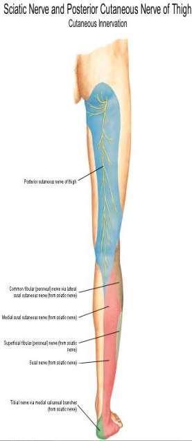 thigh Intermediate cutaneous nerve of