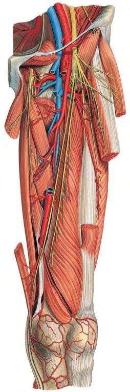 Posterior Division The posterior division gives off one cutaneous branch The Saphenous nerve and muscular branches to the quadriceps muscle. THE SAPHENOUS NERVE runs downward and medially.