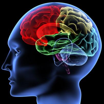 Learning Theory News [ When educators learn about how the brain appears to process, recognize, remember, and transfer information at the level of neural circuits, synapses, and neurotransmitters, and