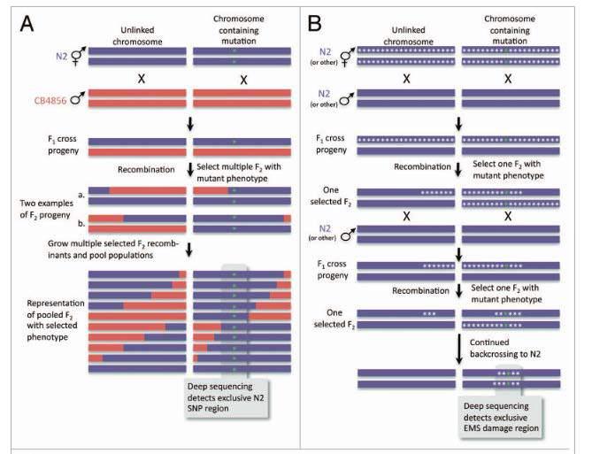 Strategy to identify causative mutations: detection of SNP by NGS