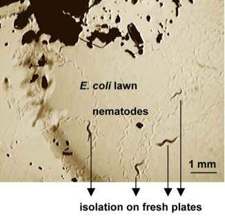 Soil nematodes represent