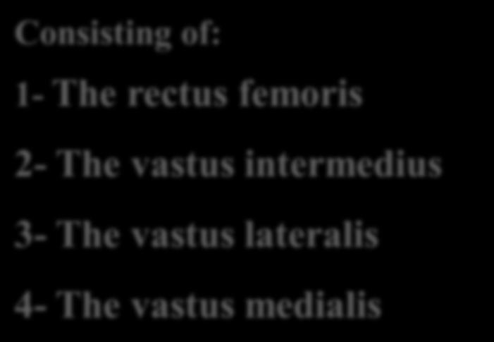 Consisting of: 1- The rectus femoris The quadriceps