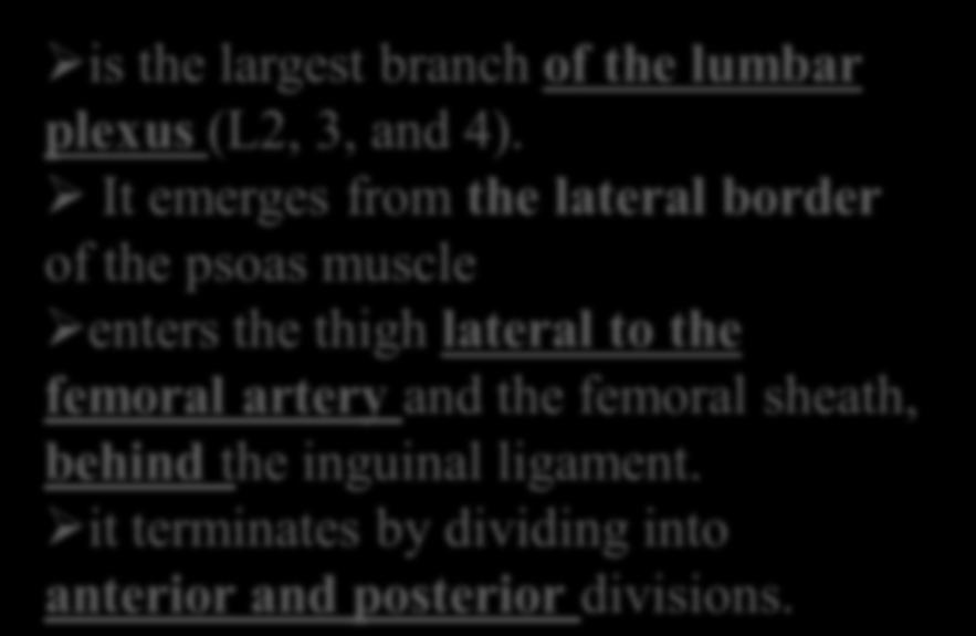 femoral artery and the femoral sheath, behind the inguinal ligament.
