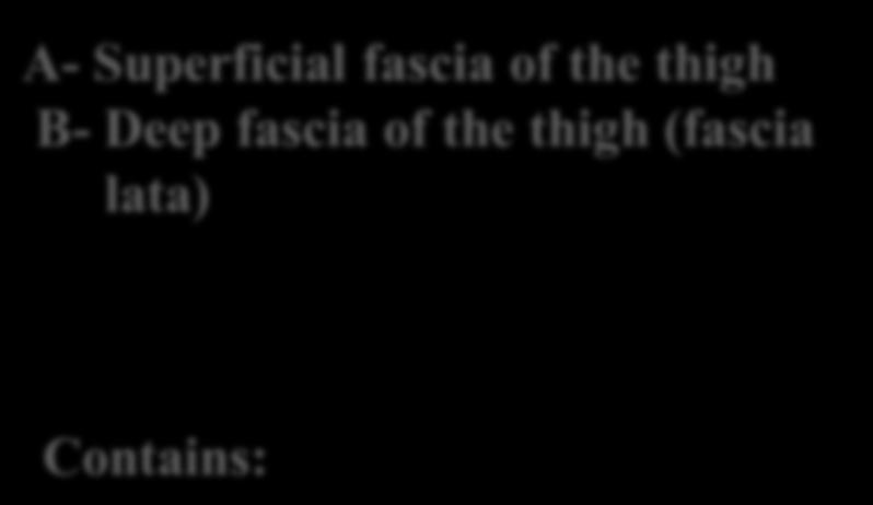 superficial fascia of the thigh Contains: 1-