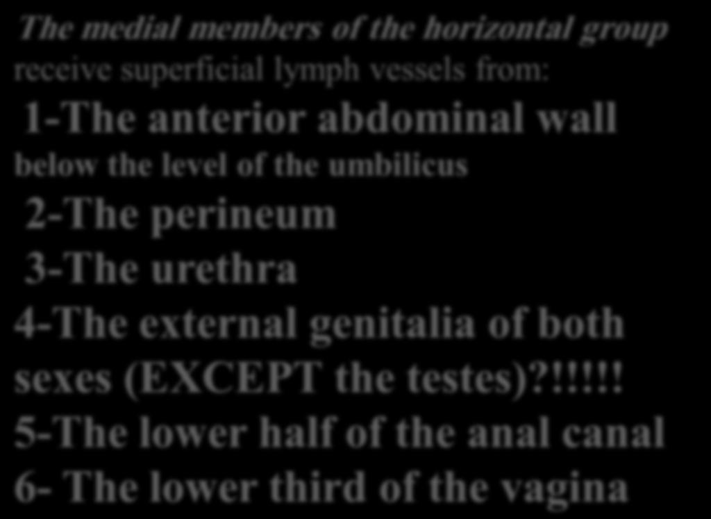 The medial members of the horizontal group receive superficial lymph vessels from: 1-The anterior abdominal wall below the level of the