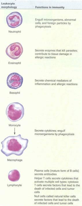 NEUTROPHILS: phagocytes that seek out, engulf, and destroy microorganisms.