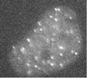 Cells were then irradiated with 1 Gy and imaged using fluorescence time-lapse microscopy.