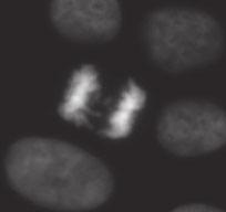 B HeLa cells treated as in (A) were harvested in ice-cold ethanol and co-stained for c-h2ax and phospho-histone H3 along with propidium iodide before analysis by flow cytometry.