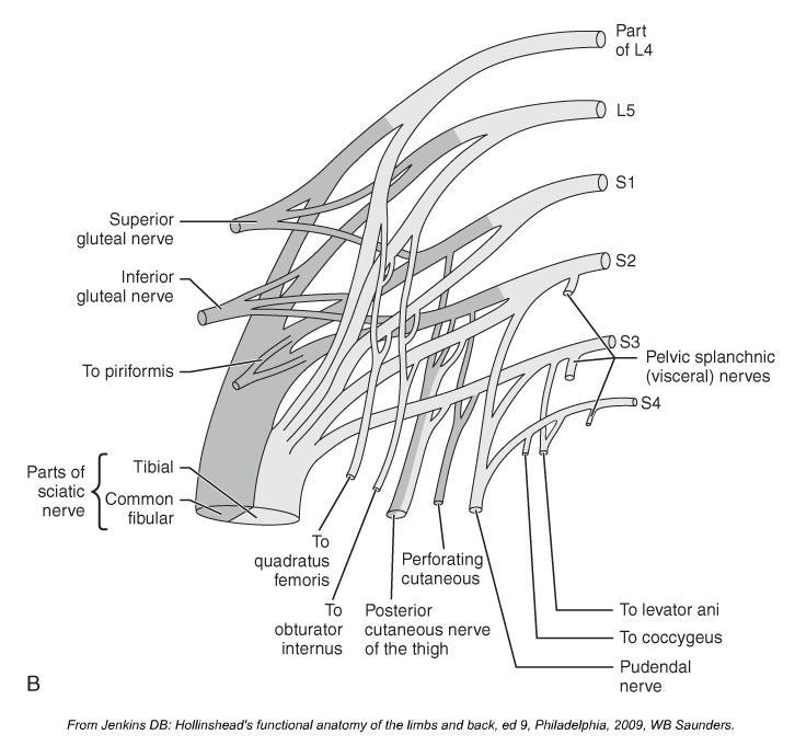 Sacral Plexus Superior gluteal nerve (L4-S1) Motor: gluteus medius/minimus and tensor fascia lata Inferior gluteal nerve (L5-S2) Motor: gluteus maximus Tibial nerve (inc sural, plantar nerves) Motor: