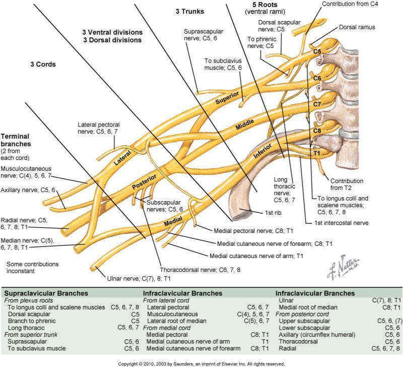 Brachial Plexus Dorsal scapular nerve Suprascapular nerve Thoracodorsal nerve Medial pectoral nerve Lateral pectoral nerve Subscapular