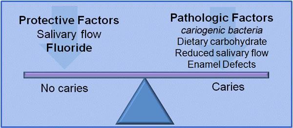 Ongoing Balance 28 Preventing or reversing the caries process is possible by enhancing protective factors