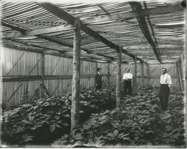 As wild ginseng became harder to find people tried to cultivate it Many mountain diggers began to raise their own ginseng patches to supplement their farm income.